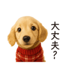 ずっと使える♪ダックスの日常フレーズ（個別スタンプ：6）