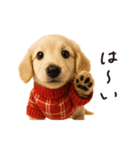 ずっと使える♪ダックスの日常フレーズ（個別スタンプ：14）