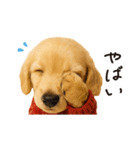 ずっと使える♪ダックスの日常フレーズ（個別スタンプ：23）
