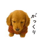 ずっと使える♪ダックスの日常フレーズ（個別スタンプ：24）