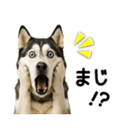 シベリアンハスキー★即返信用スタンプ（個別スタンプ：3）