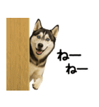 シベリアンハスキー★即返信用スタンプ（個別スタンプ：4）