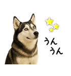 シベリアンハスキー★即返信用スタンプ（個別スタンプ：7）