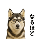 シベリアンハスキー★即返信用スタンプ（個別スタンプ：8）
