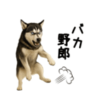 シベリアンハスキー★即返信用スタンプ（個別スタンプ：11）