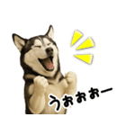 シベリアンハスキー★即返信用スタンプ（個別スタンプ：21）