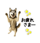 シベリアンハスキー★即返信用スタンプ（個別スタンプ：27）