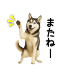 シベリアンハスキー★即返信用スタンプ（個別スタンプ：30）