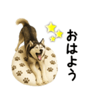 シベリアンハスキー★即返信用スタンプ（個別スタンプ：31）