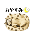 シベリアンハスキー★即返信用スタンプ（個別スタンプ：32）