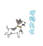 ブルテリアと一緒の日常（個別スタンプ：12）