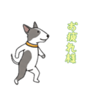 ブルテリアと一緒の日常（個別スタンプ：15）