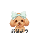トイプードル(リアルタッチ、アプリコット)（個別スタンプ：1）
