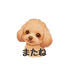 トイプードル(リアルタッチ、アプリコット)（個別スタンプ：7）