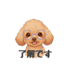 トイプードル(リアルタッチ、アプリコット)（個別スタンプ：8）