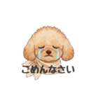 トイプードル(リアルタッチ、アプリコット)（個別スタンプ：10）