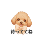 トイプードル(リアルタッチ、アプリコット)（個別スタンプ：11）