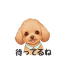 トイプードル(リアルタッチ、アプリコット)（個別スタンプ：12）