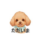 トイプードル(リアルタッチ、アプリコット)（個別スタンプ：13）