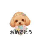 トイプードル(リアルタッチ、アプリコット)（個別スタンプ：20）