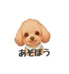 トイプードル(リアルタッチ、アプリコット)（個別スタンプ：22）