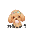 トイプードル(リアルタッチ、アプリコット)（個別スタンプ：23）