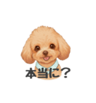 トイプードル(リアルタッチ、アプリコット)（個別スタンプ：24）
