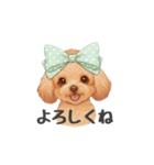 トイプードル(リアルタッチ、アプリコット)（個別スタンプ：25）