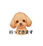トイプードル(リアルタッチ、アプリコット)（個別スタンプ：26）