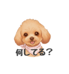 トイプードル(リアルタッチ、アプリコット)（個別スタンプ：27）