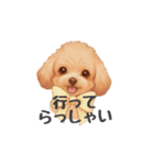 トイプードル(リアルタッチ、アプリコット)（個別スタンプ：28）