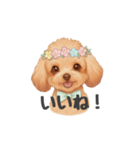 トイプードル(リアルタッチ、アプリコット)（個別スタンプ：30）