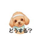トイプードル(リアルタッチ、アプリコット)（個別スタンプ：31）