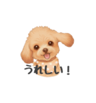 トイプードル(リアルタッチ、アプリコット)（個別スタンプ：33）