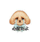 トイプードル(リアルタッチ、アプリコット)（個別スタンプ：34）