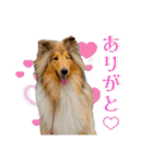 Lumiの日常スタンプ（個別スタンプ：1）
