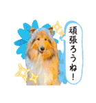 Lumiの日常スタンプ（個別スタンプ：3）