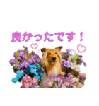 Lumiの日常スタンプ（個別スタンプ：4）