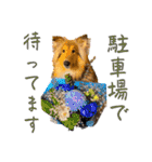 Lumiの日常スタンプ（個別スタンプ：8）