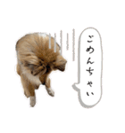 Lumiの日常スタンプ（個別スタンプ：11）
