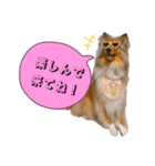 Lumiの日常スタンプ（個別スタンプ：19）