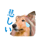 Lumiの日常スタンプ（個別スタンプ：21）
