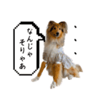 Lumiの日常スタンプ（個別スタンプ：24）