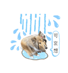 Lumiの日常スタンプ（個別スタンプ：33）