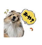 Lumiの日常スタンプ（個別スタンプ：40）