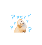 ツナくんのスタンプです（個別スタンプ：11）