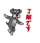 [了解です専用]シュナウザー（個別スタンプ：13）