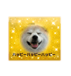 茶太郎さんの毎日スタンプ（個別スタンプ：1）