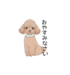 トイプードル ブラウン（使いやすい敬語）（個別スタンプ：4）