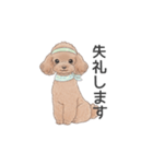 トイプードル ブラウン（使いやすい敬語）（個別スタンプ：5）